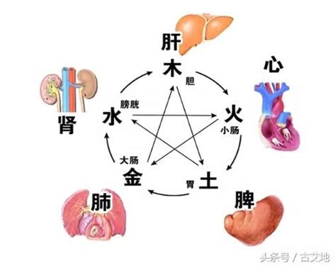 中醫裡面，土是屬於哪一個人的臟腑